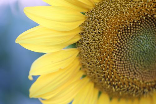 sunflower evening macro