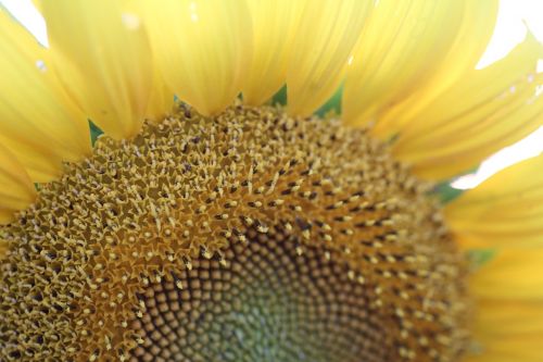 sunflower macro yellow