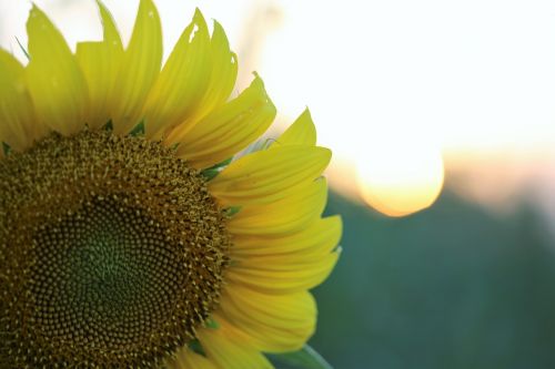 sunflower sunset yellow