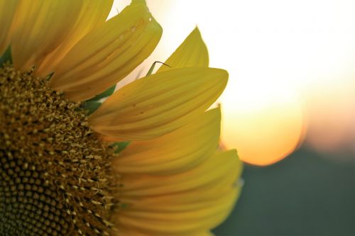 sunflower sun sunset