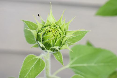 sunflower flower farm