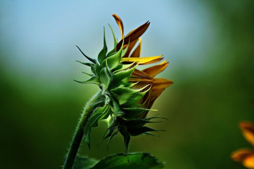 sunflower flower yellow flower