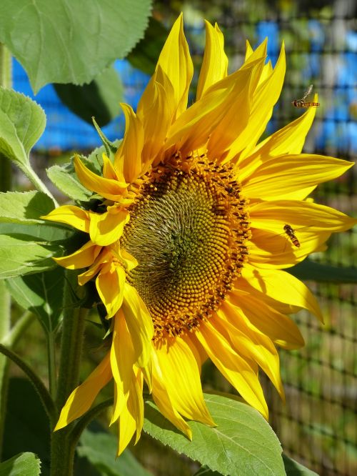 sunflower yellow flower