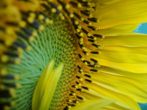 sunflower pollen yellow