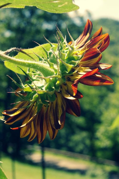 sunflower sun nature
