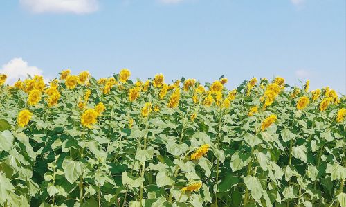 sunflower plant flowers and plants