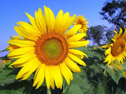 sunflower yellow flower