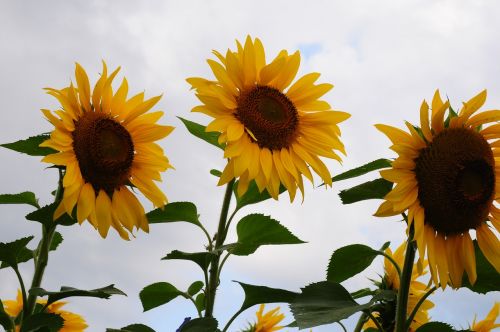 sunflower trio cloudy day