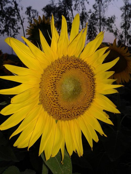 sunflower beauty yellow