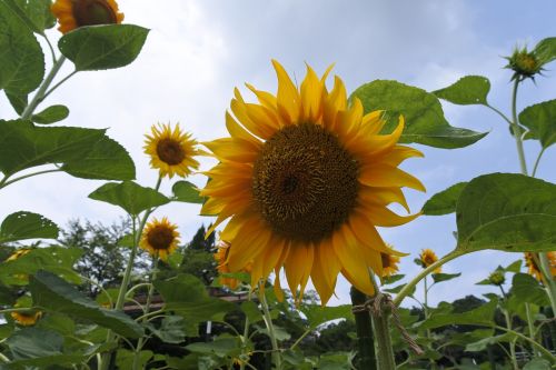 sunflower summer yellow