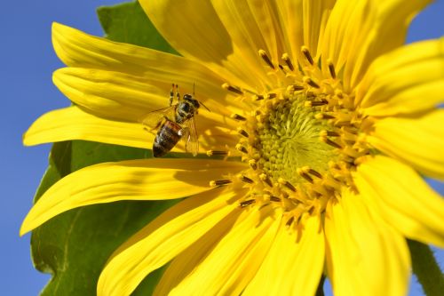 sunflower bee yellow