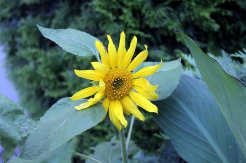 sunflower garden summer