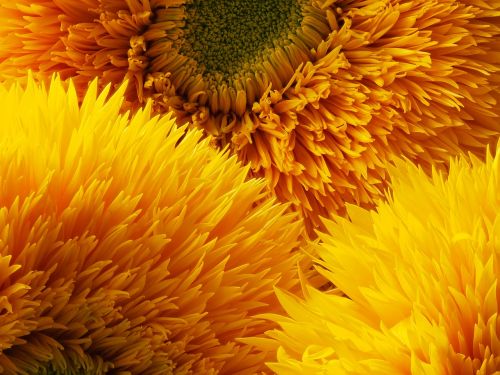sunflower three bloom yellow