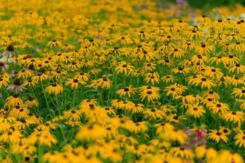 sunflower pasture field