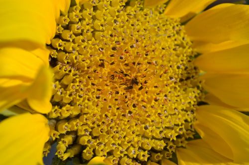 sunflower yellow head