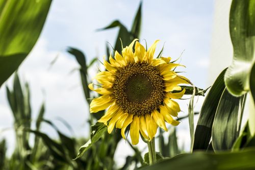 sunflower countryside flower