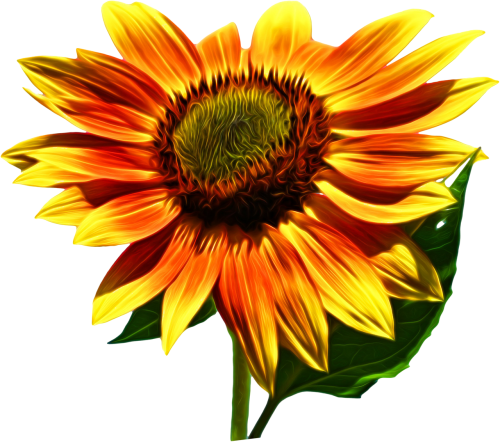 sunflower flower fall