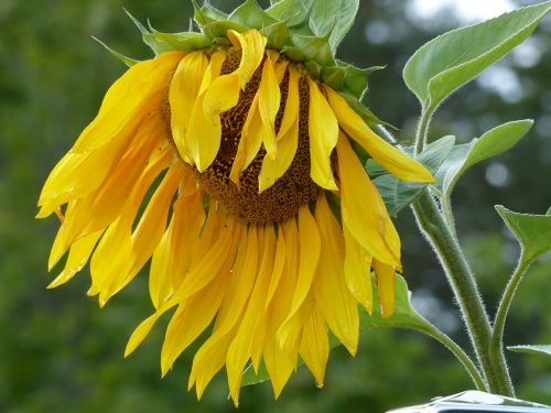 sunflower stem flower