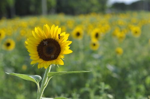 sunflower field nature