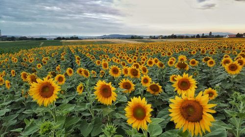 sunflower nature sky