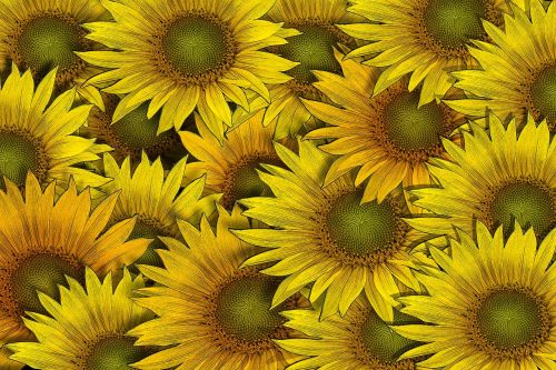 sunflower flower flowers