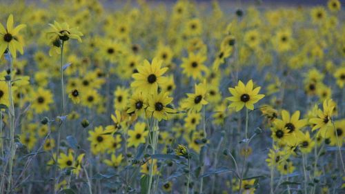 sunflower flower nature