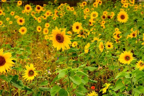 sunflower field blossom