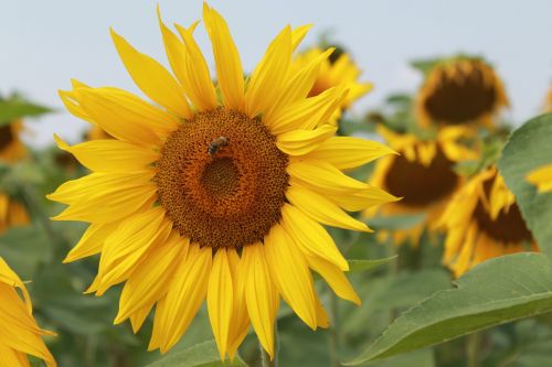 sunflower summer sunny