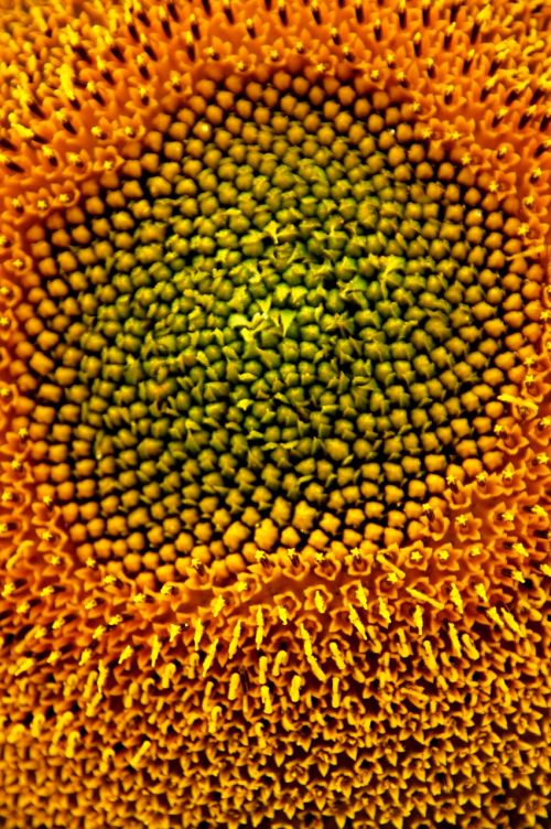 sunflower sunflower seeds fauna