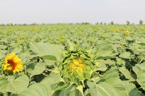 sunflower ground sky