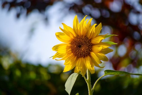 sunflower bloom yellow