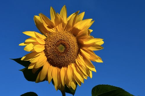 sunflower yellow blue