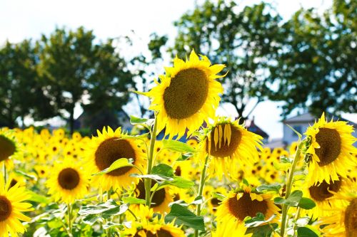 sunflower flowers field of flowers