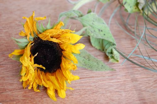 sunflower flower wilted