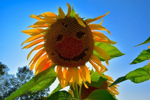 sunflower face yellow