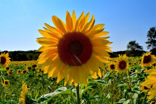 sunflower yellow field