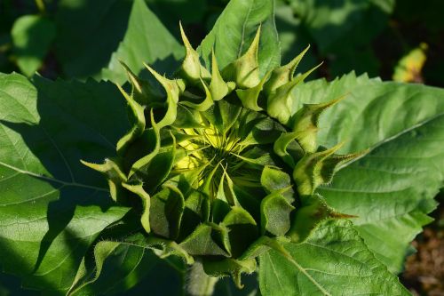 sunflower budding nature