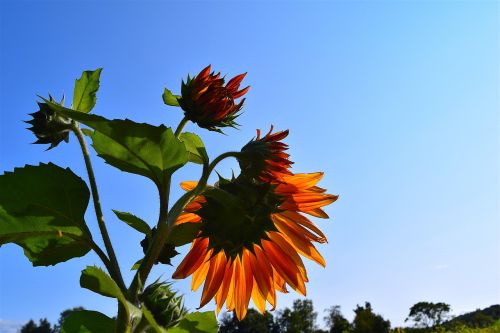 sunflower orange nature