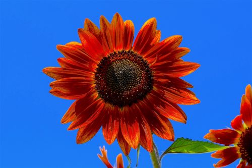 sunflower red flower