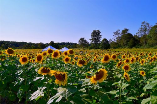 sunflower field flower