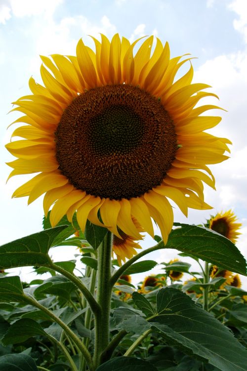 sunflower bloom yellow flower