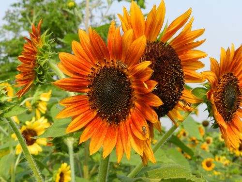 sunflower garden field