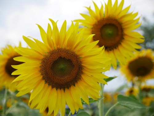 sunflower flowers yellow flowers