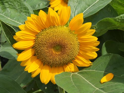 sunflower yellow nature