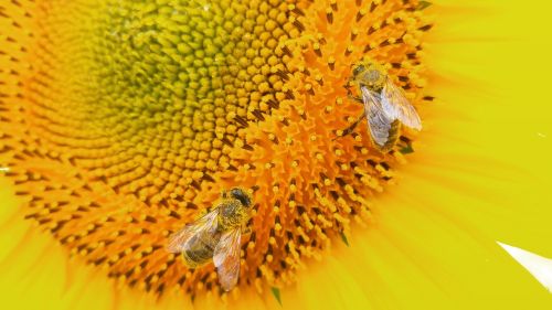 sunflower flower bee