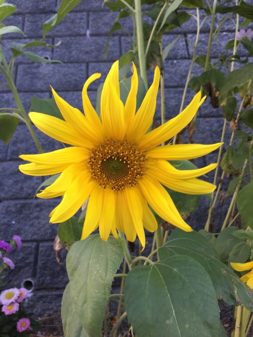 sunflower yellow one flower