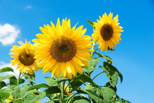 sunflower sf festival