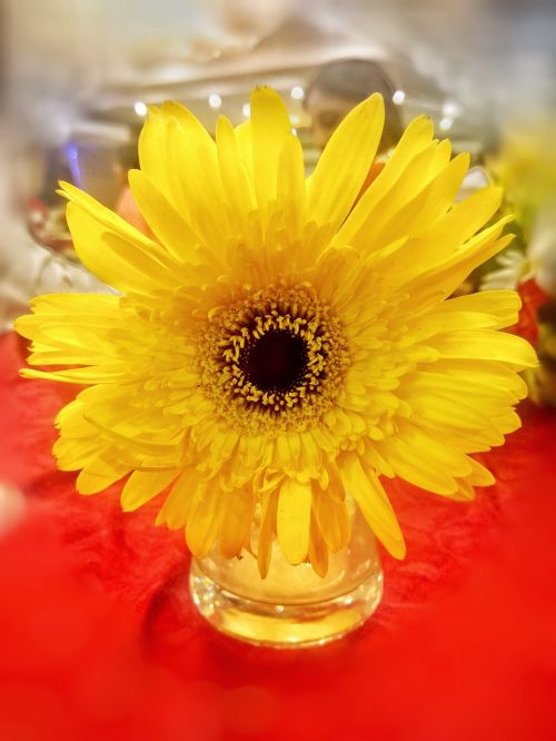 sunflower flower pot