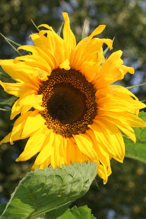 sunflower flowers yellow flowers