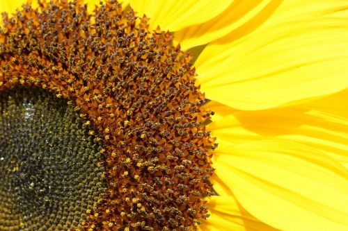 sunflower close-up yellow